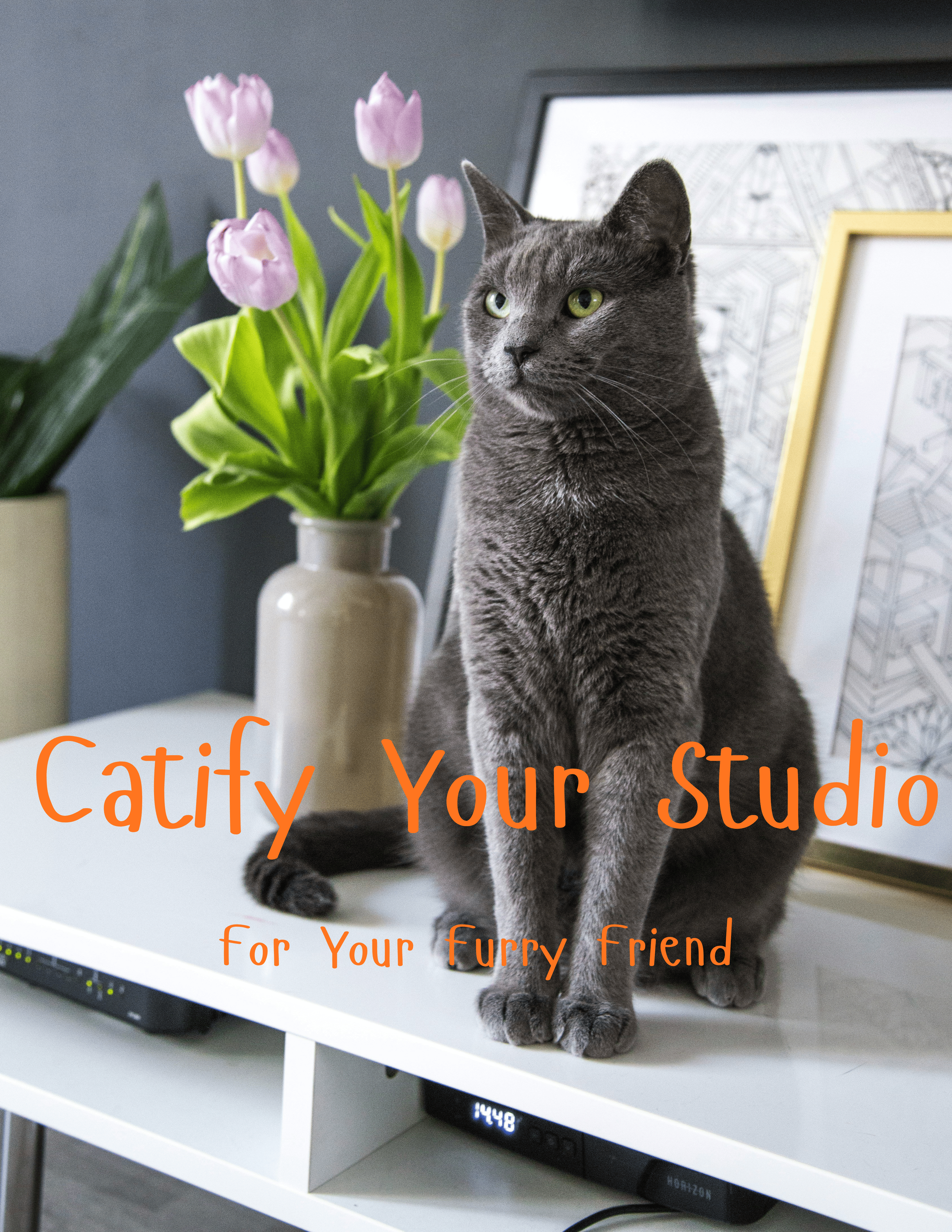 Catify Your Studio: The Renter-Safe Cat Apartment Guide